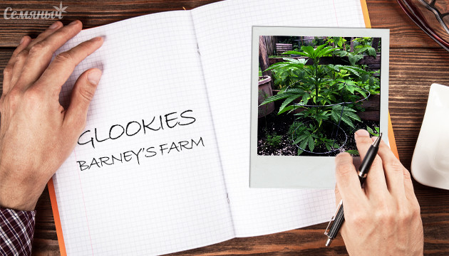 Гроурепорт сорта Glookies fem от Barney’s Farm