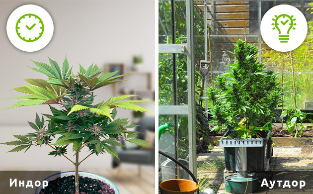 Автоцветы для индора