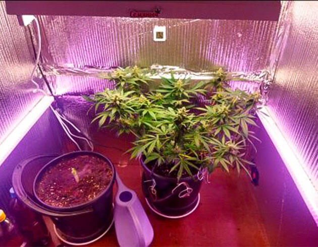 Харвест одного куста Кусты Auto Tutankhamon на 12 неделе выращивания