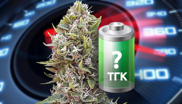 ТГК в быстрорастущих сортах