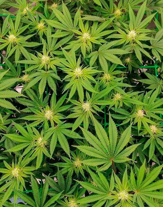 Куст 50 Dragons от UKHTA на фазе цветения