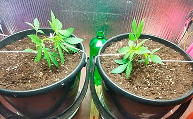 Удобрения для каннабиса и начало LST-тренировки Растишки Auto Tutankhamon на 3 неделе выращивания