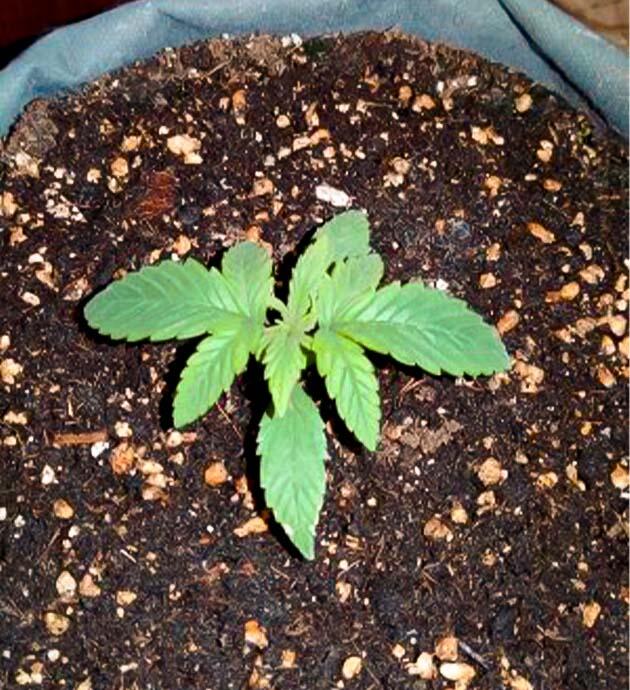 Каннабис на второй неделе вегетации