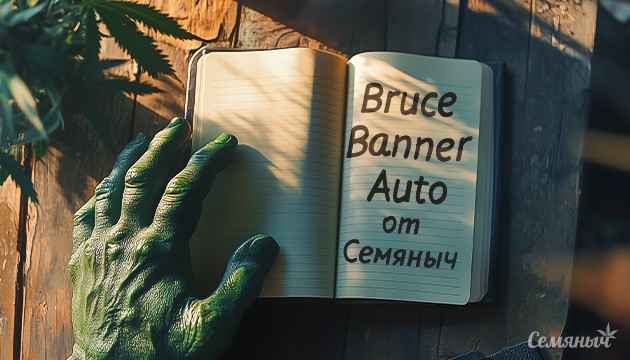 Дневник выращивания сорта Bruce Banner Auto fem от Семяныча