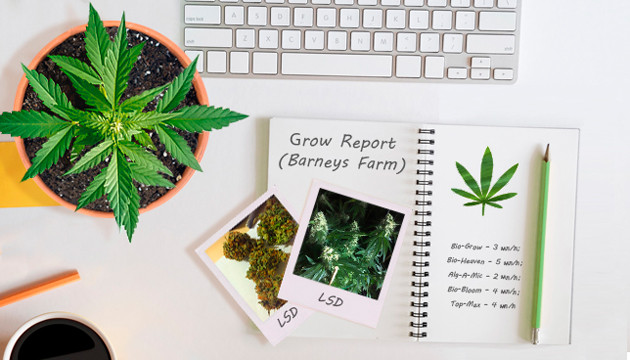 Гроурепорт сорта каннабиса LSD fem от Barney's Farm