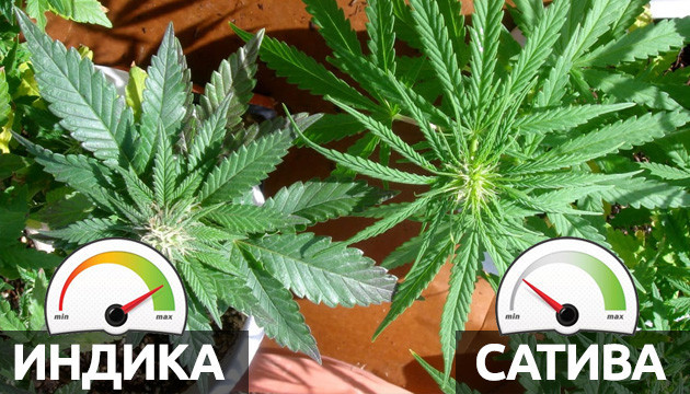 Скорость созревания индики и сативы