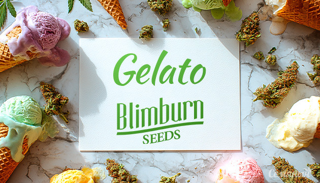 Гроурепорт Gelato fem от Blimburn Seeds