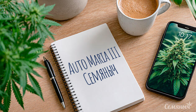 Гроурепорт сорта Auto Maria III от Семяныча