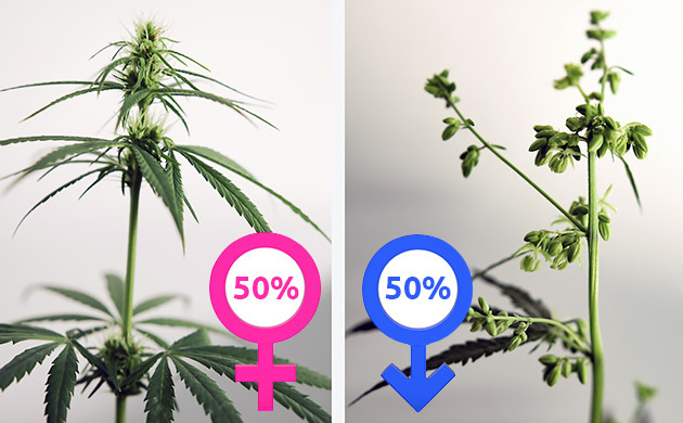 Растения из регулярных семян имеют высокий уровень ТГК Мужские и женские растения конопли