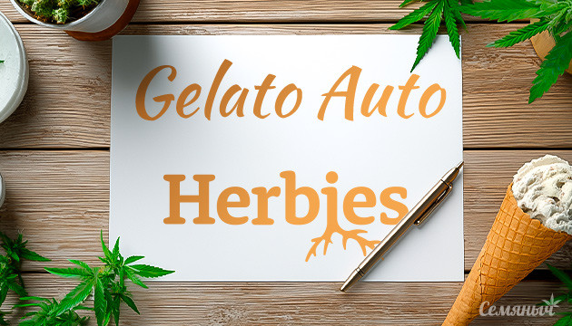Гроурепорт Gelato Auto от Herbies Seeds