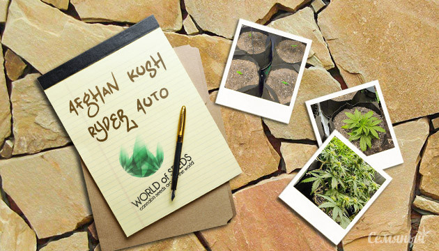 Гроурепорт сорта Afghan Kush Ryder Auto fem от World of Seeds
