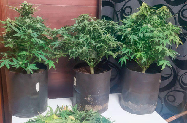 Набор массы и начало цветения каннабиса Кусты конопли на 5 - 6 неделе с формирующимися шишками