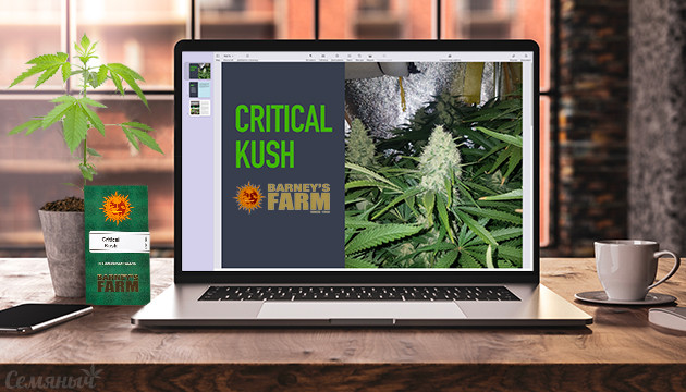 Гроурепорт сорта Critical Kush от Barney’s Farm